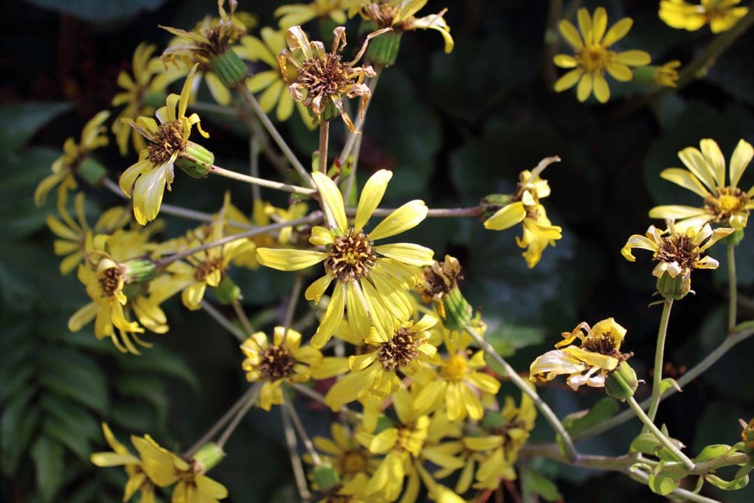 Lレンズ！　キヤノン CANON EF80-200ｍｍ F2.8 L