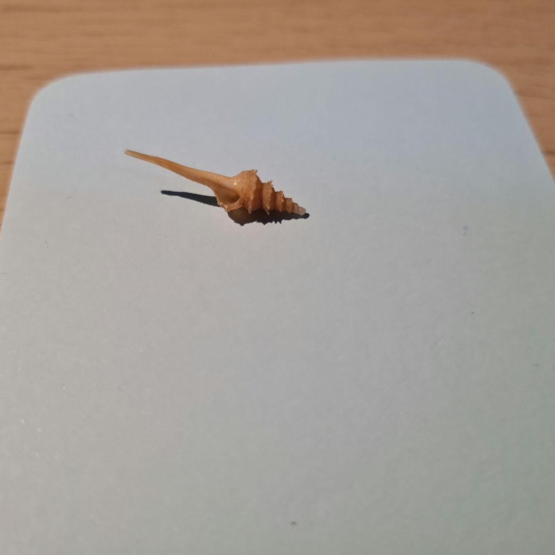 貝殻 Coluzea Groschi