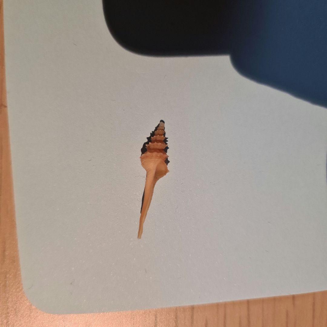 貝殻 Coluzea Groschi