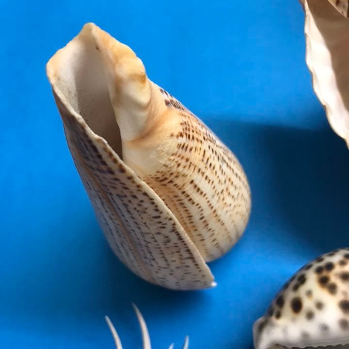 絵画用貝殻10点セット