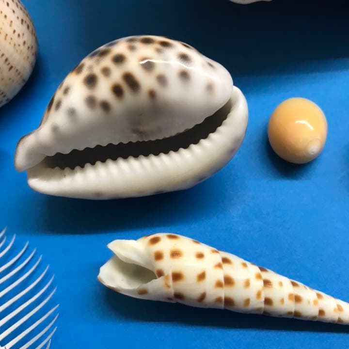 絵画用貝殻10点セット