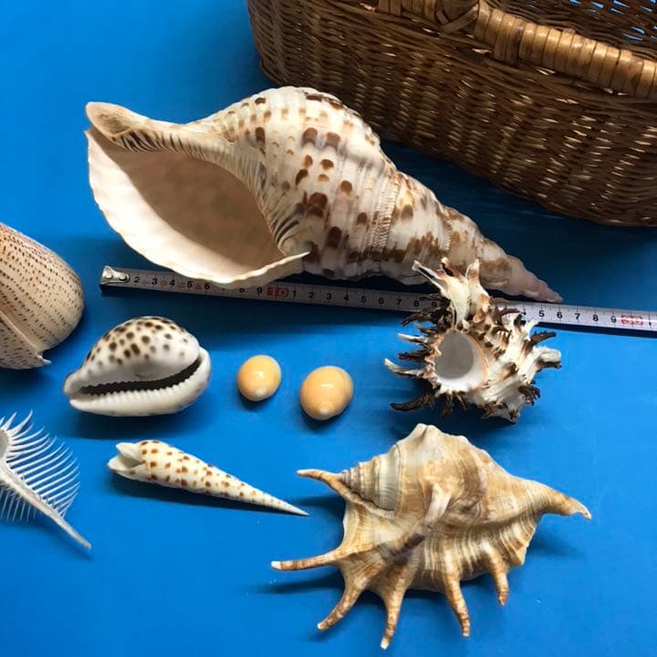 絵画用貝殻10点セット