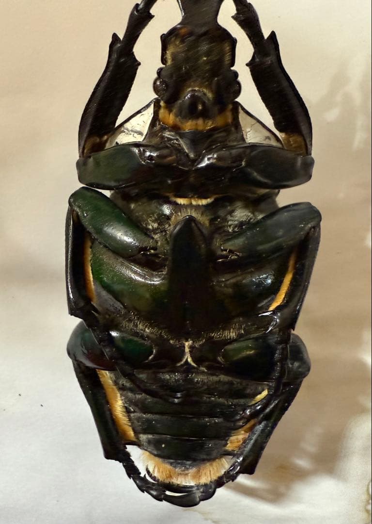 カメルーン　ゴライアスオオツノハナムグリ　約93mm M8