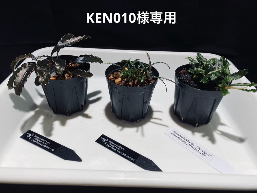 KEN010【 HW便】Bucephalandraセット