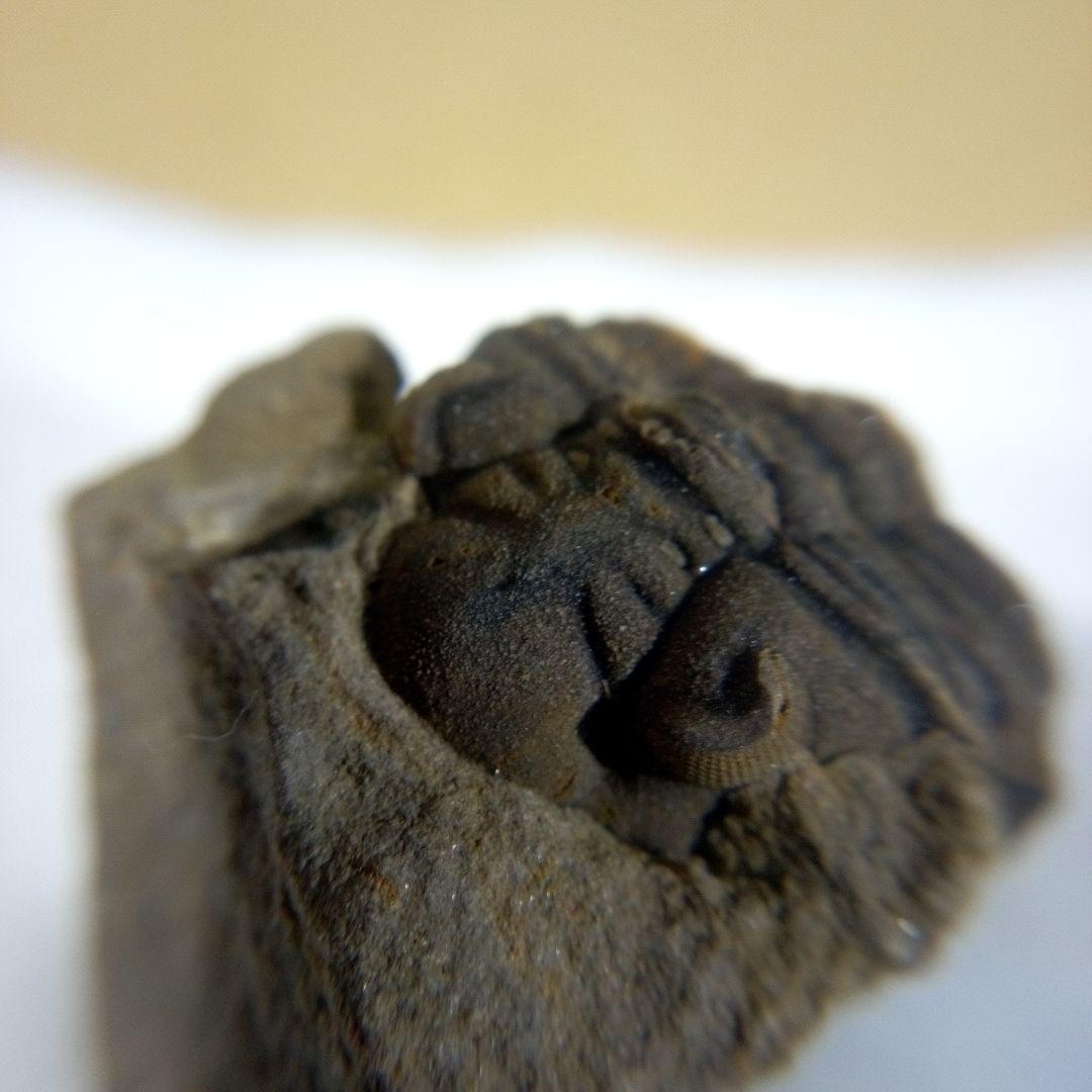 三葉虫　化石　三葉虫化石　究極のレトロ　fossil　ボリビア産　化石管理番号⑭