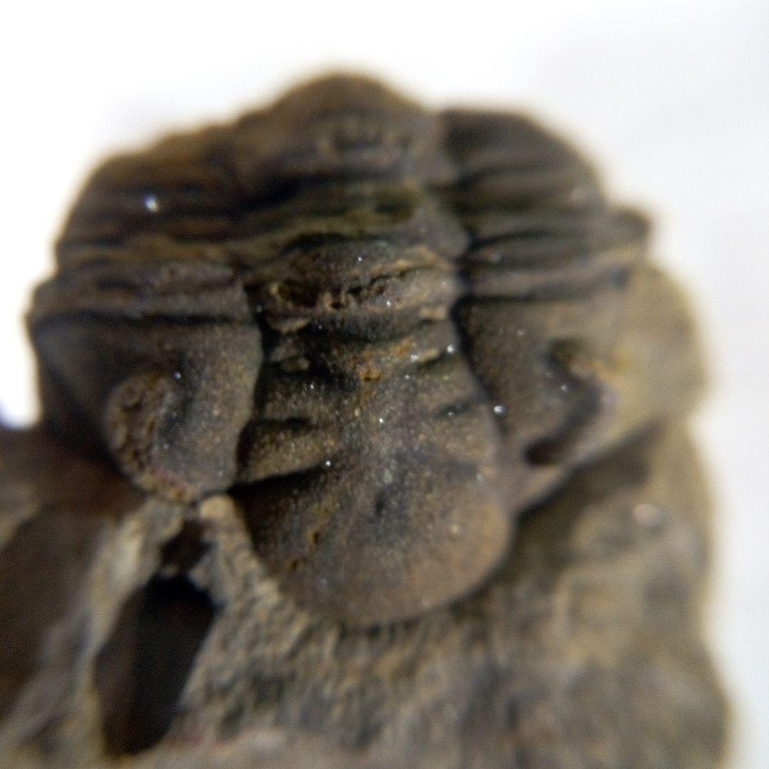 三葉虫　化石　三葉虫化石　究極のレトロ　fossil　ボリビア産　化石管理番号⑭