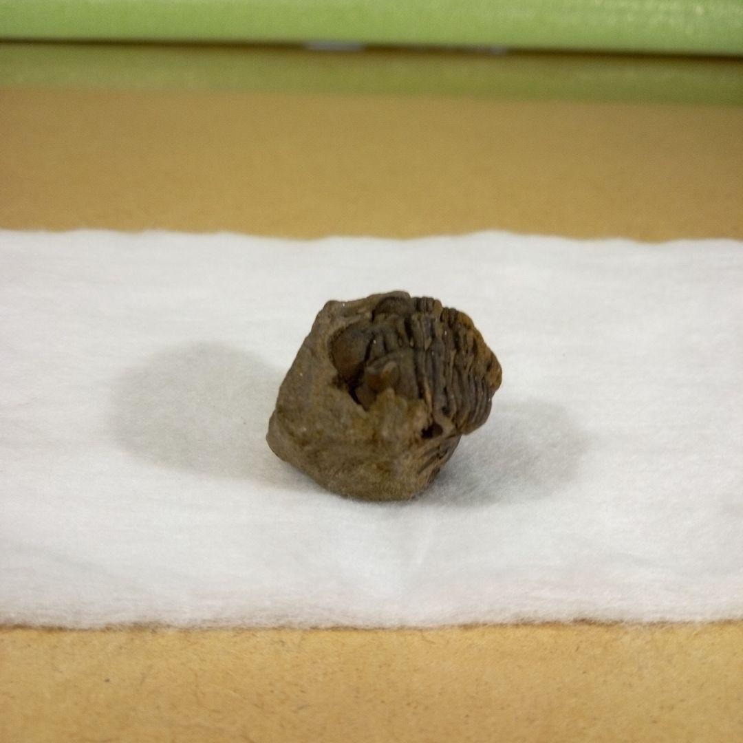 三葉虫　化石　三葉虫化石　究極のレトロ　fossil　ボリビア産　化石管理番号⑭