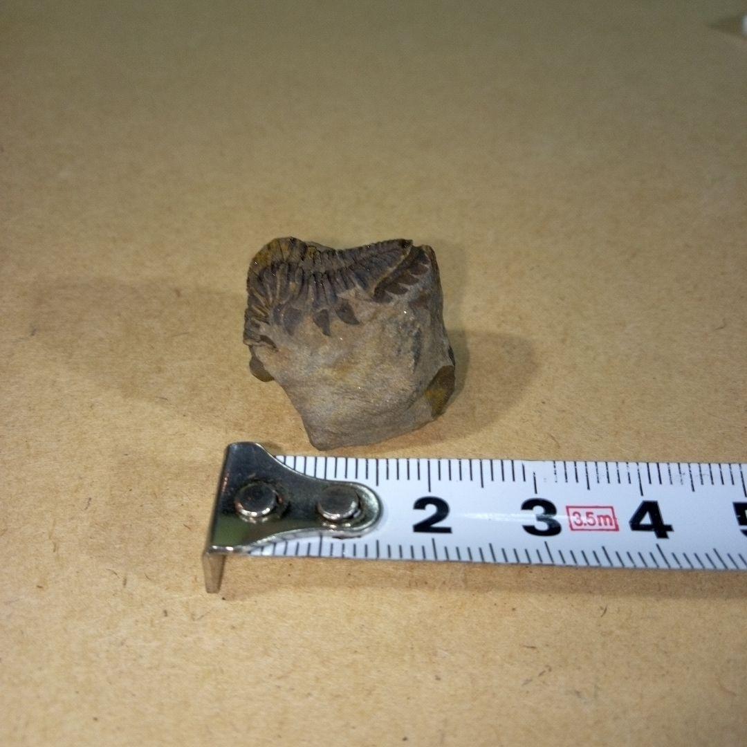 三葉虫　化石　三葉虫化石　究極のレトロ　fossil　ボリビア産　化石管理番号⑭