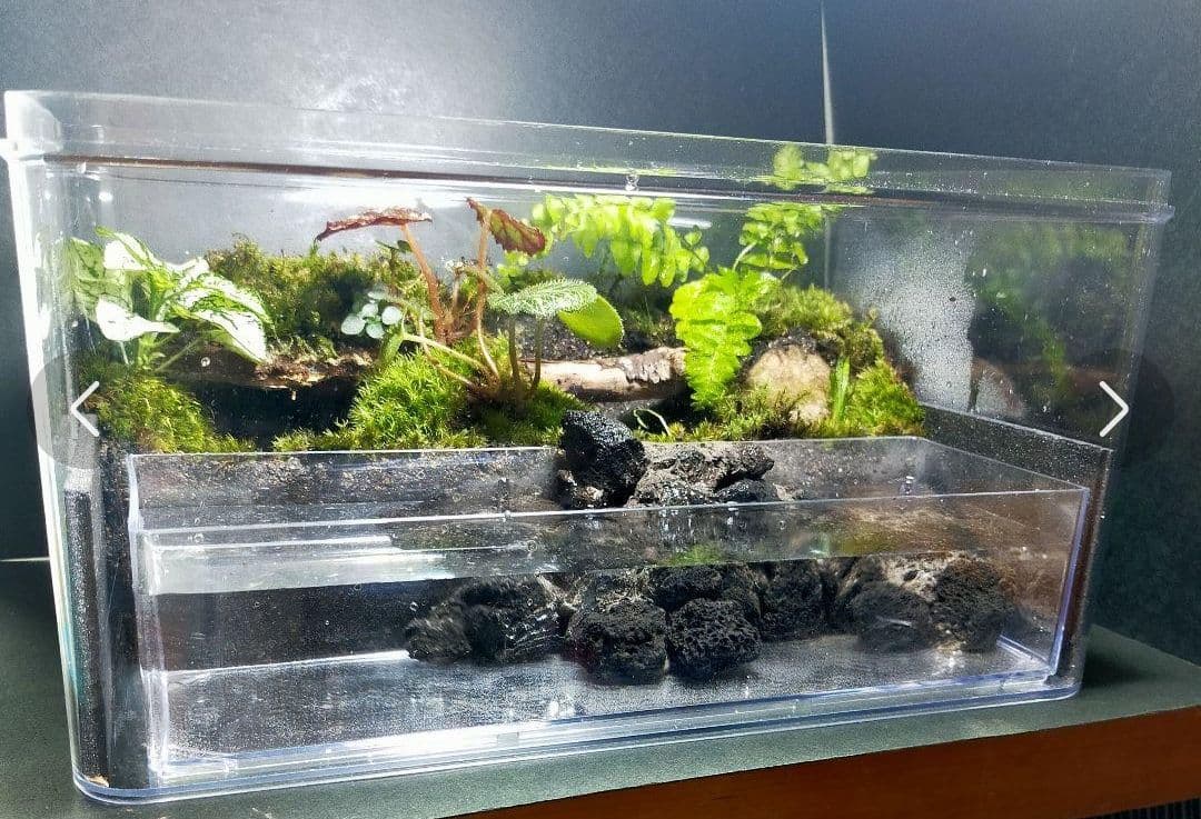 隠れ家のある苔テラリウム飼育ケース、カエル、イモリ、取り外し可、掃除楽、足場あり