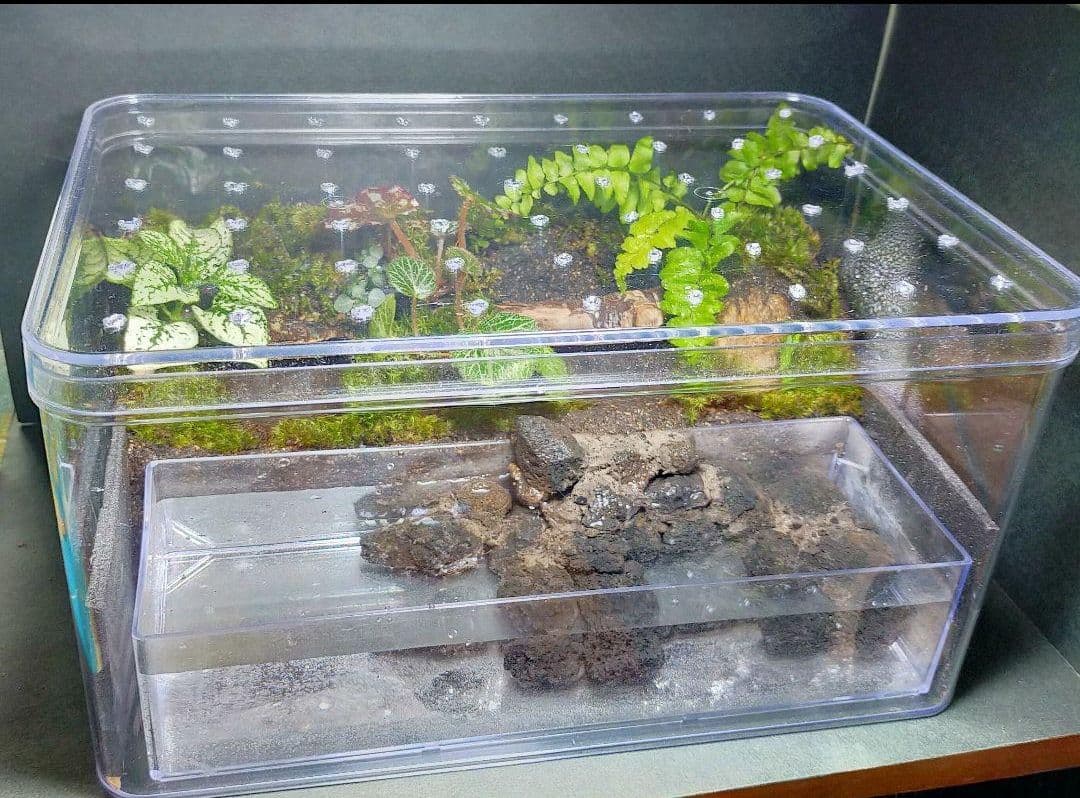 隠れ家のある苔テラリウム飼育ケース、カエル、イモリ、取り外し可、掃除楽、足場あり