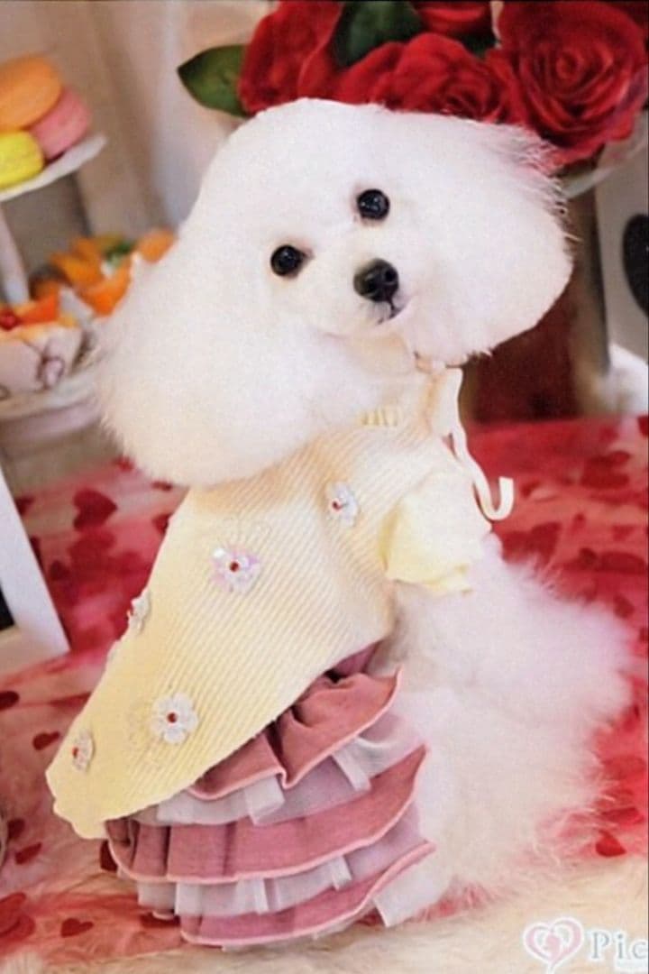 THEfancys テラヘルツ2wayフリフリワンピ ブラック＋ピンク