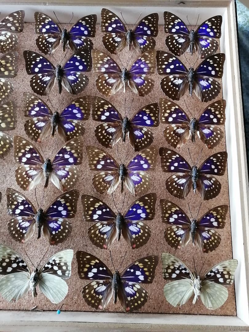 値下げしました。　オオムラサキ　雄 × 雌 セット 標本箱付き