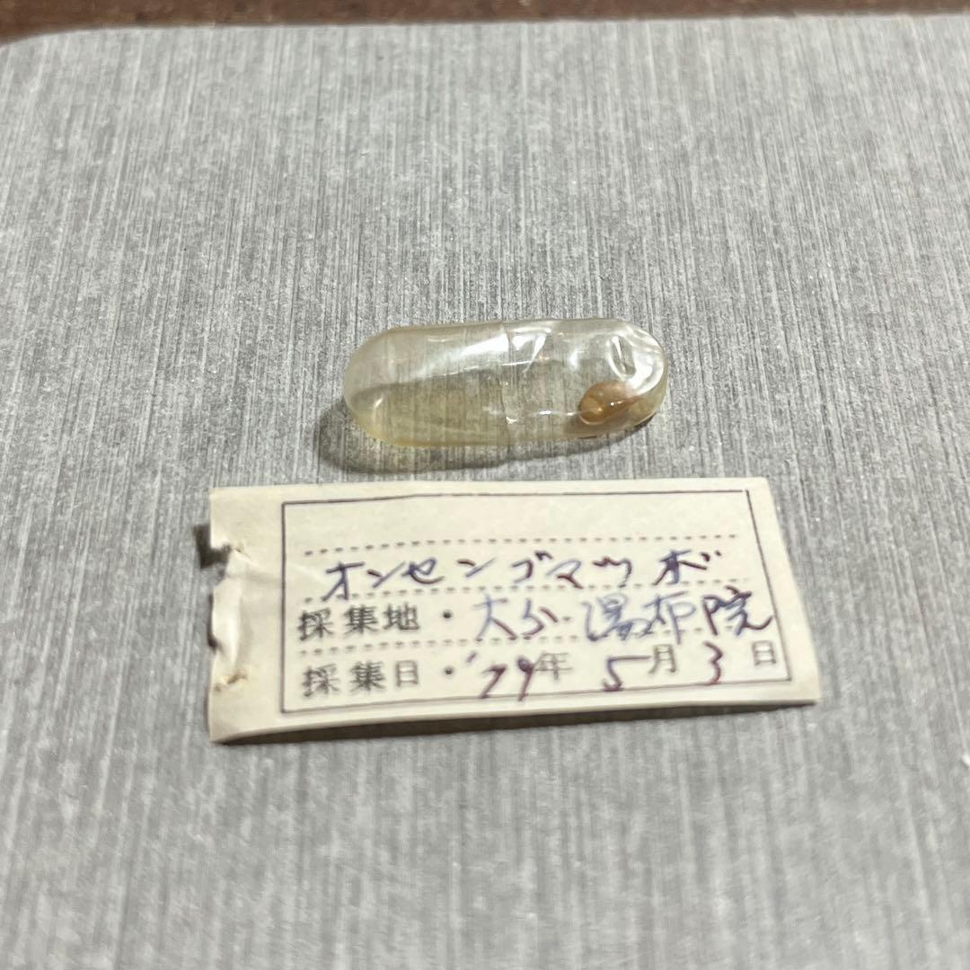 m*g様 激レア　美品　大分県産　蓋付き　オンセンゴマツボ