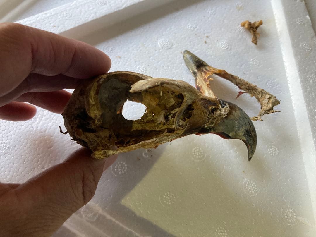 クマタカの頭骨