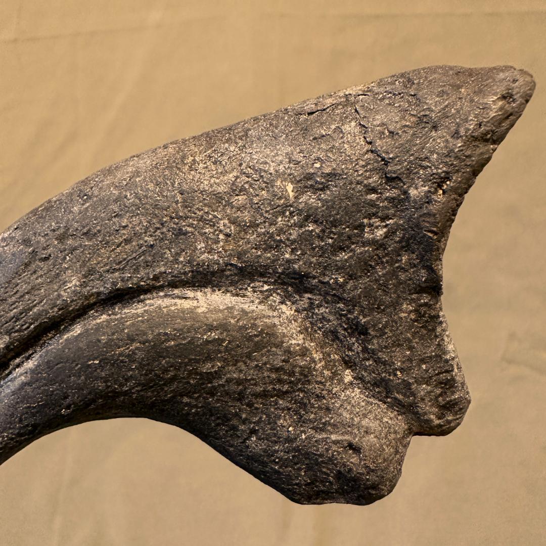 アロサウルス ハンドクロウ かぎ爪 化石標本 肉食恐竜 獣脚類 1498