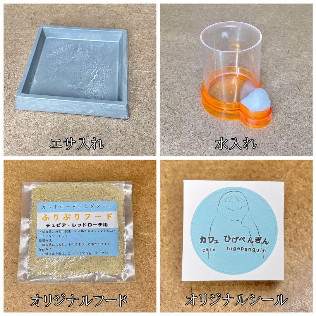 ペリー様　S (エ、シェ)