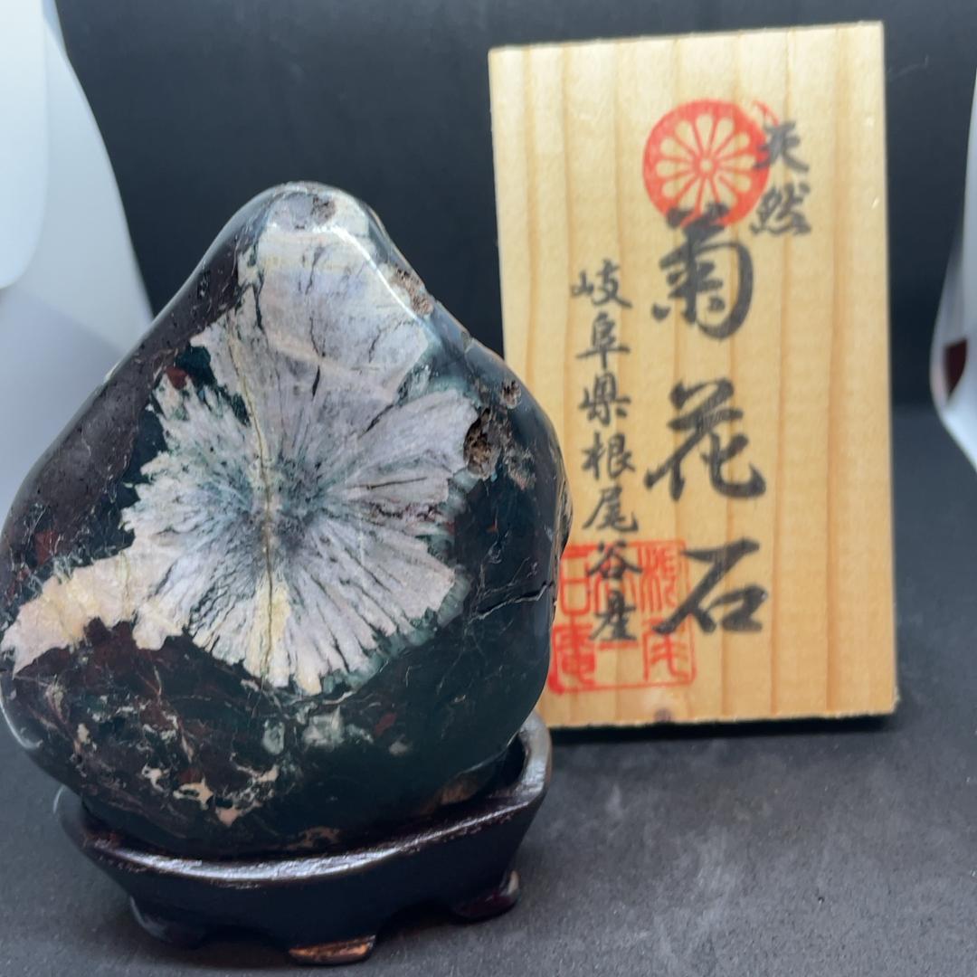 根尾谷産菊花石　立札、台座つき