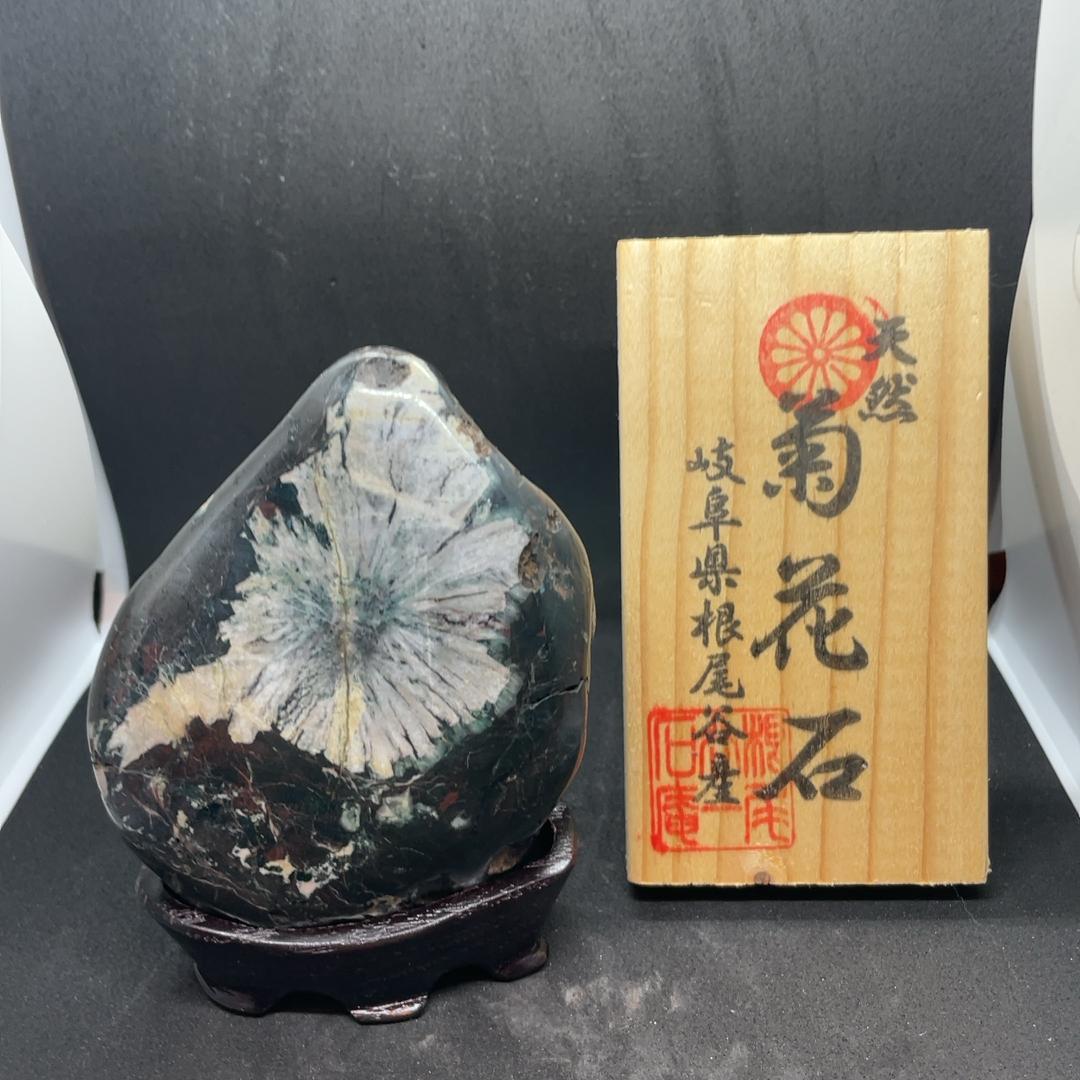 根尾谷産菊花石　立札、台座つき
