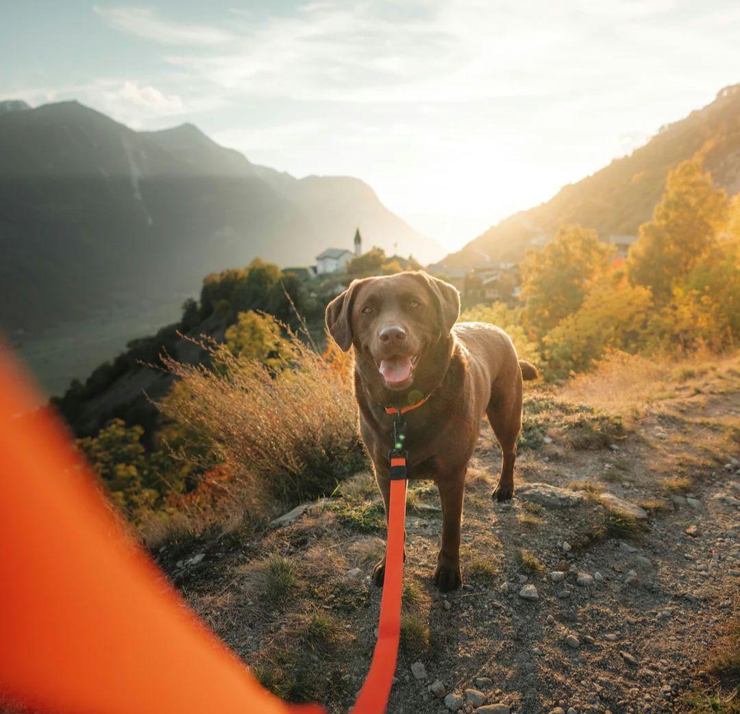 がっちゃん様　新品未使用　WILDERDOG 防水リード他セット販売