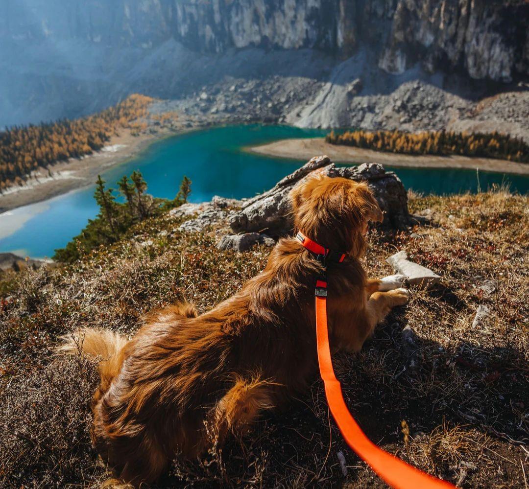 がっちゃん様　新品未使用　WILDERDOG 防水リード他セット販売