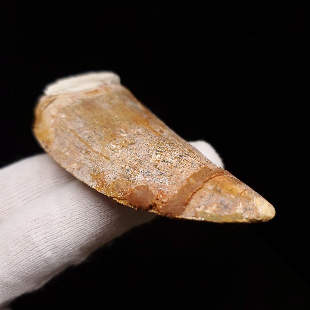 カルカロドントサウルス 歯 化石 本物 モロッコ産 74.06mm fr91