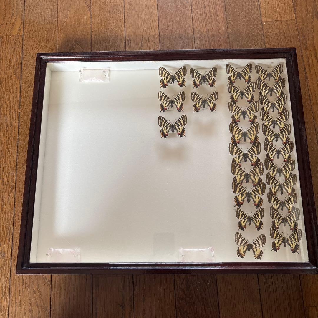 蝶の標本 木製フレーム入り