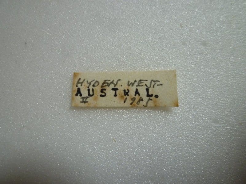 【外国産ハナムグリ標本】シリケブカハナムグリ/オーストラリア産/37mm