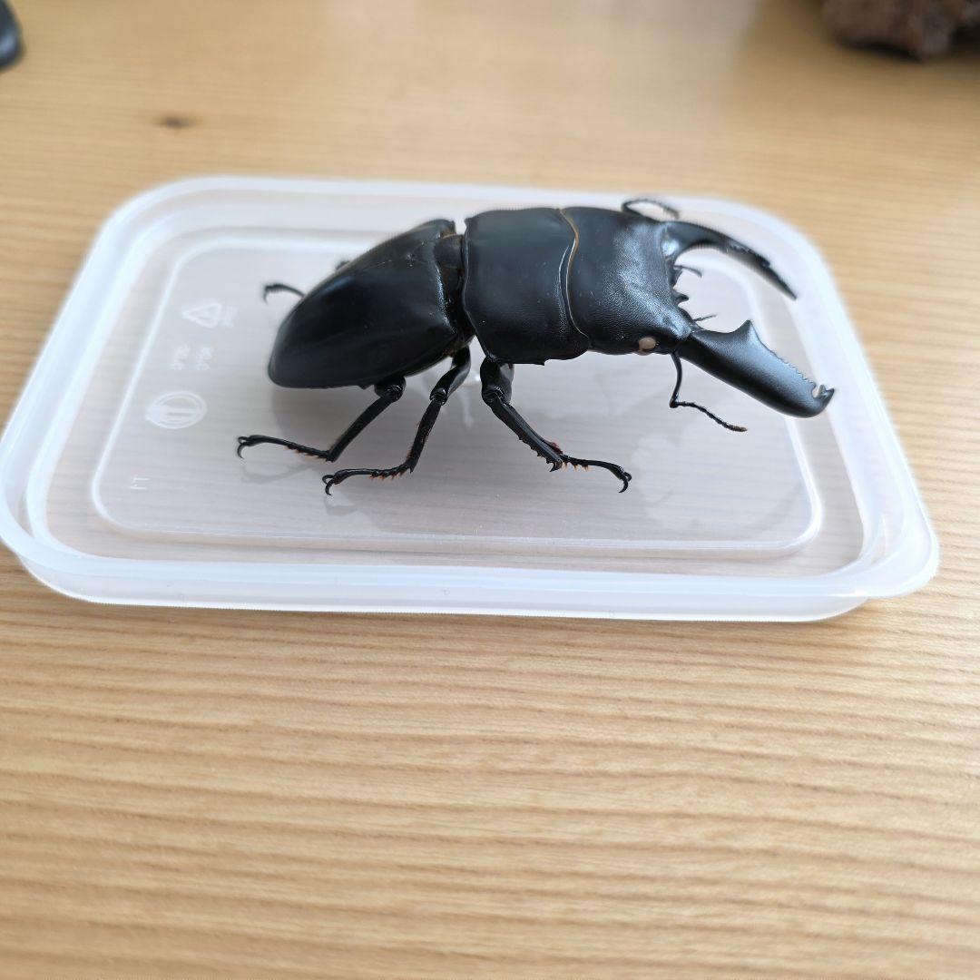 スマトラヒラタクワガタ 標本 80mm
