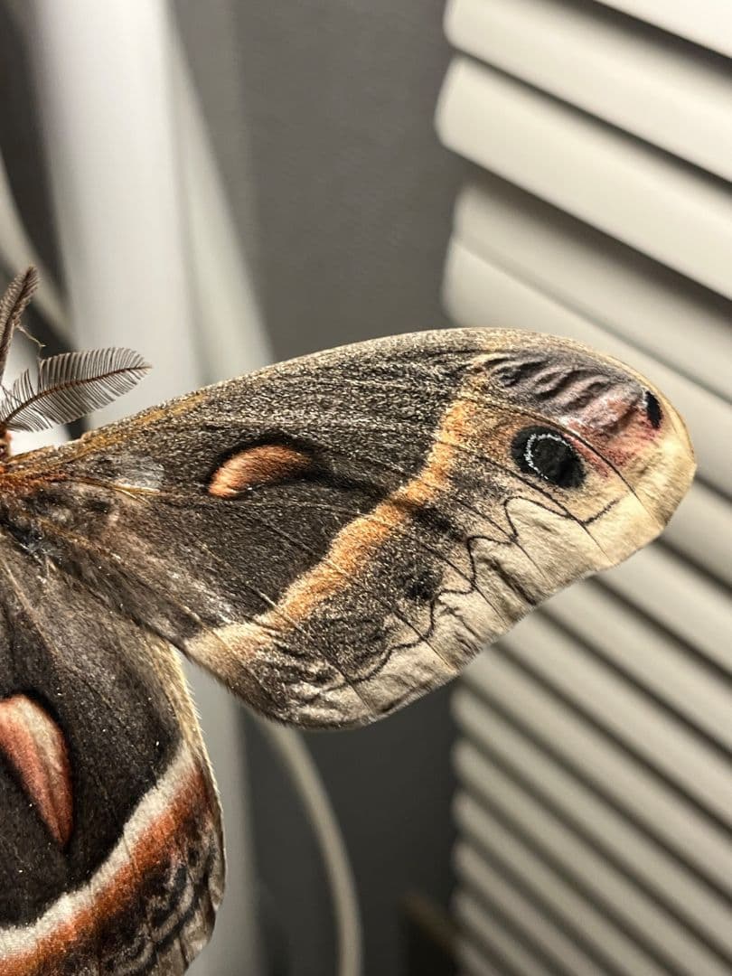 セクロピアサン モス蛾ガモルフォ蝶蛇トンボゼミセミ蝉蜻蛉標本