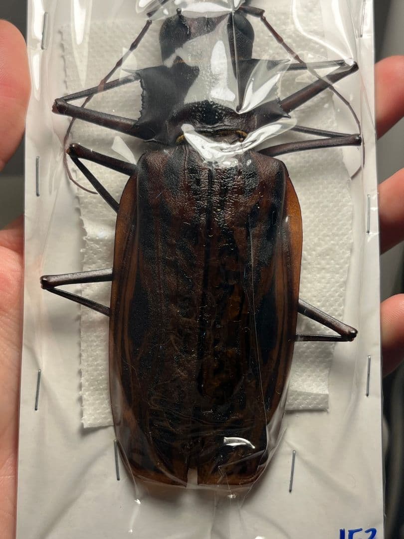 【未展足153mm】オオキバウスバカミキリ標本 Macrodontia昆虫標本