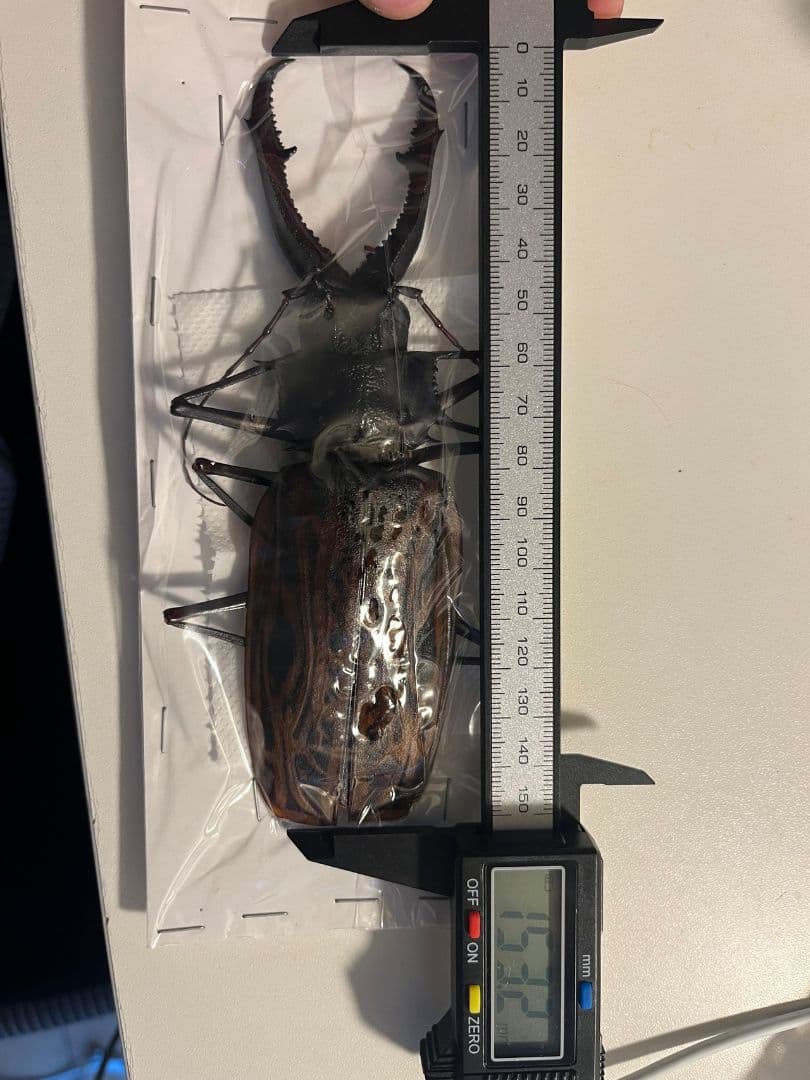 【未展足153mm】オオキバウスバカミキリ標本 Macrodontia昆虫標本