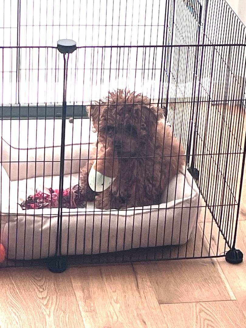 【美品】トイレのしつけができるドックルームサークル・折りたたみペットケージ