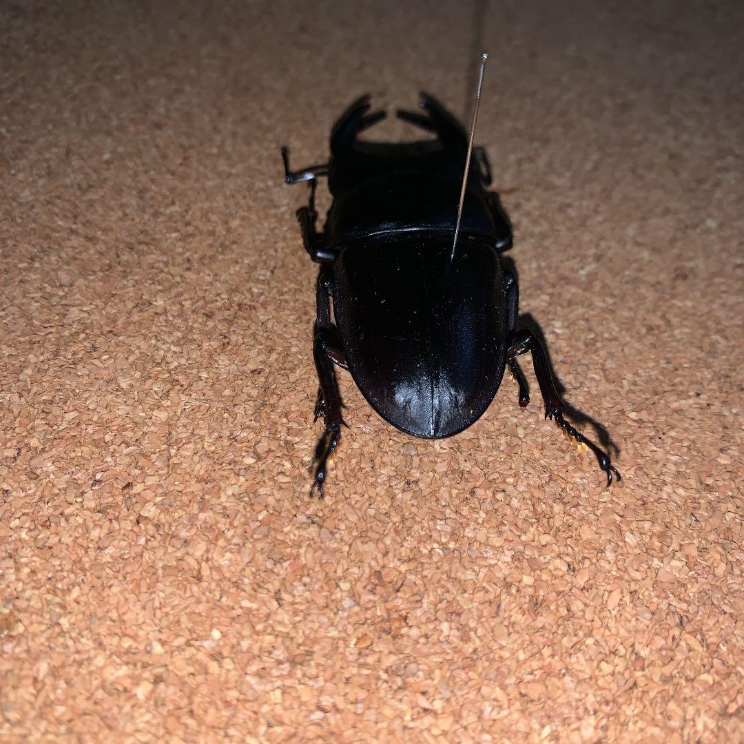 D.H.Hホペイ(ホーペ)オオクワガタ野外品