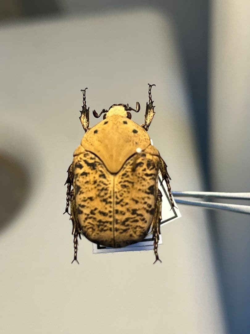 【21mm】ウスイロアヤヒシムネハナムグリ 標本カナブン プラチナコガネタマムシ