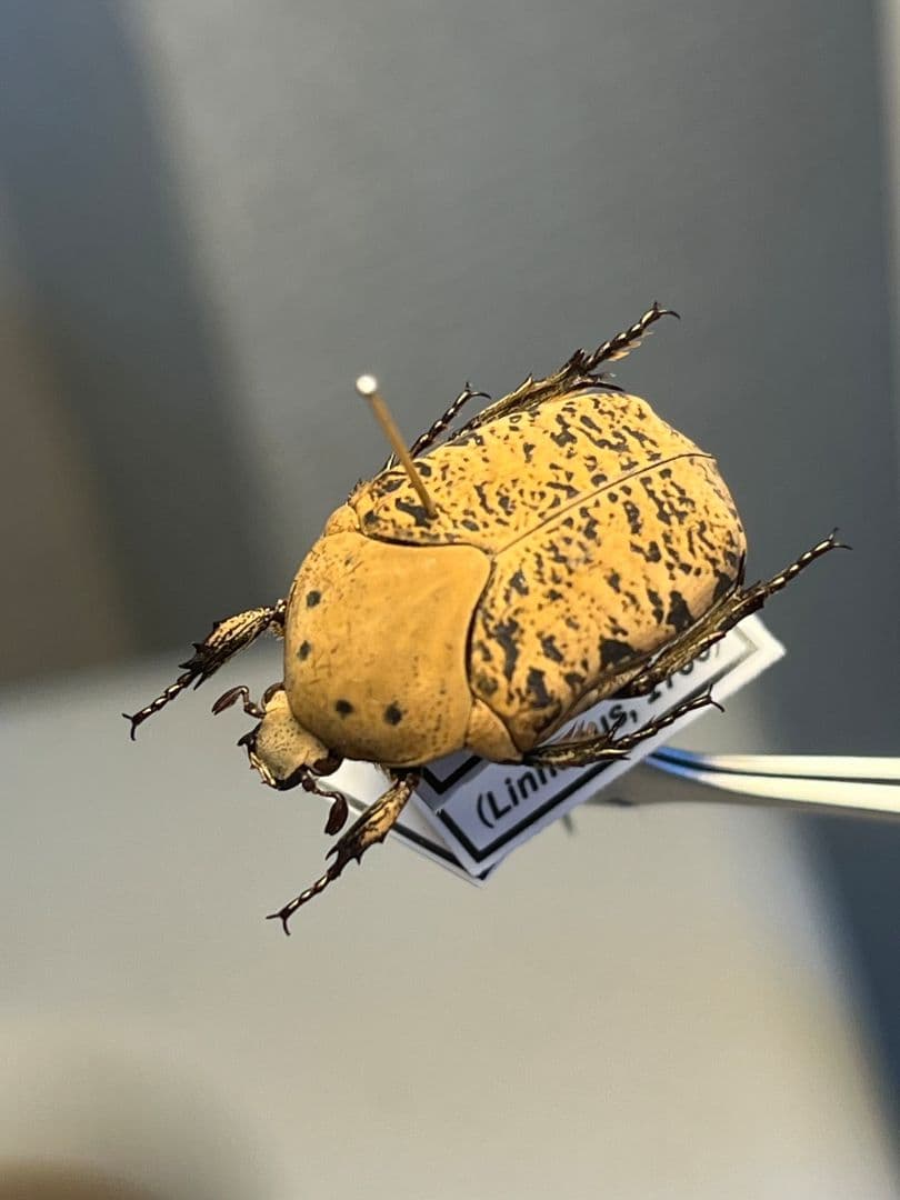 【21mm】ウスイロアヤヒシムネハナムグリ 標本カナブン プラチナコガネタマムシ