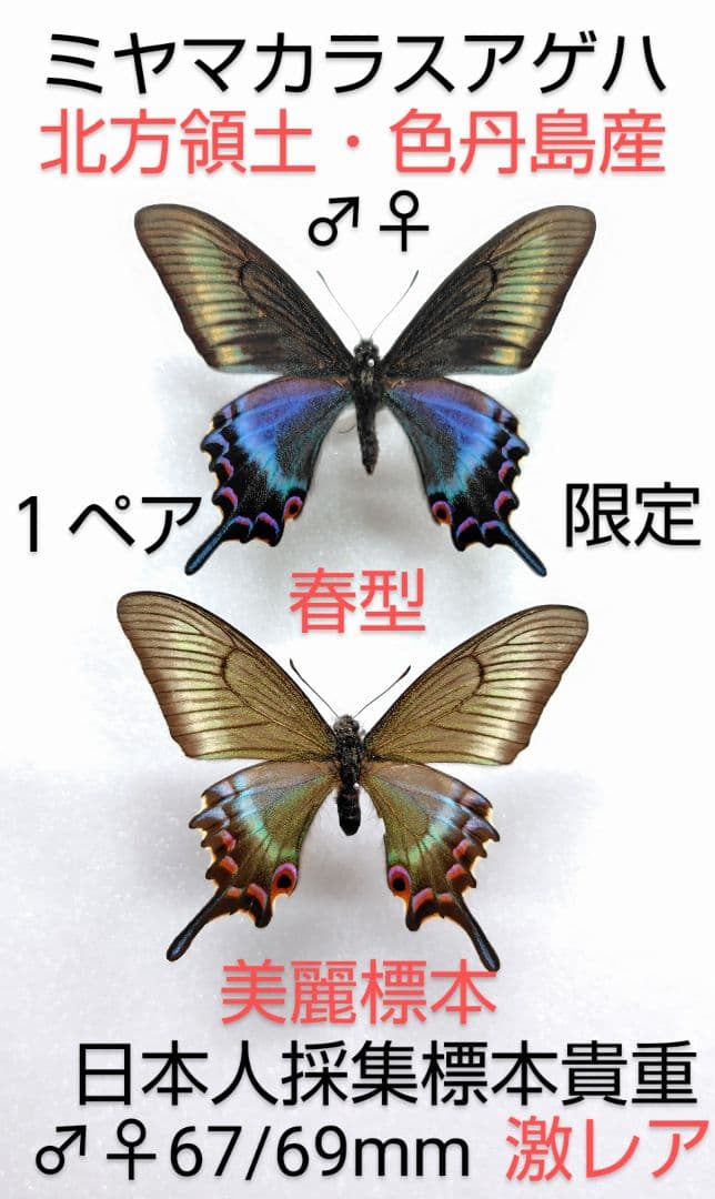 ミヤマカラスアゲハ♂♀標本★北方領土色丹島産★ 67/69mm 日本人採集激レア