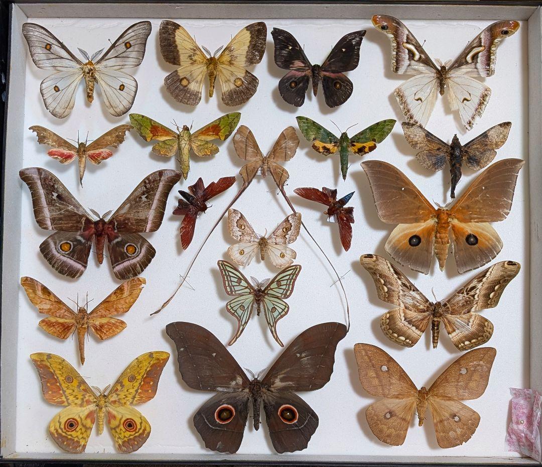 イザベラミズアオ+アフリカの蛾　標本箱付き　説明欄必読