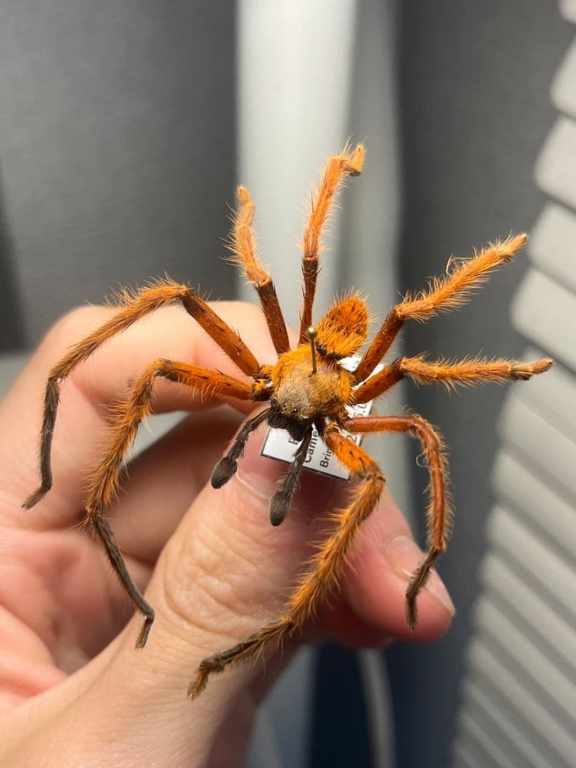 【標本】ラスティレッドハンツマン トゥルースパイダーマンティスムカデセンチピード