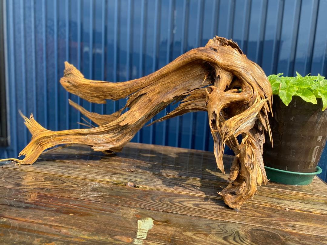 特大 良型 流木 A801 ホーンウッド