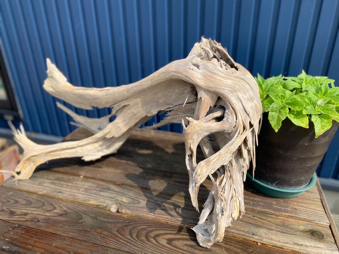 特大 良型 流木 A801 ホーンウッド