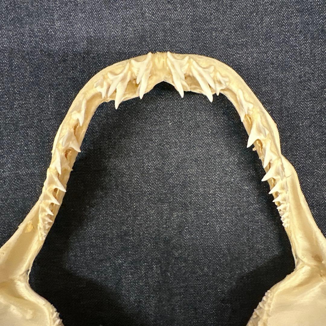 【本物】アオザメ骨格標本/マコシャーク Mako Shark
