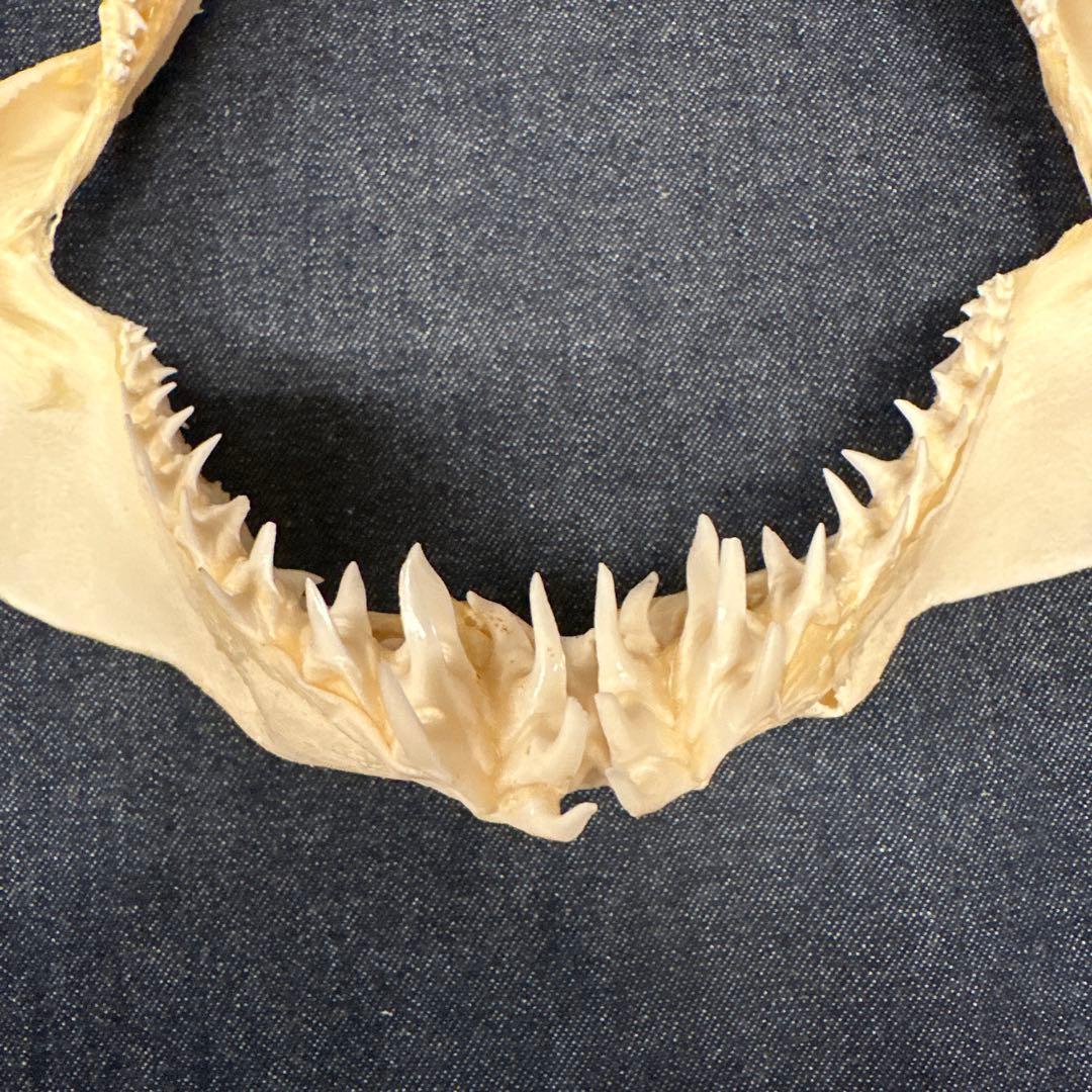 【本物】アオザメ骨格標本/マコシャーク Mako Shark