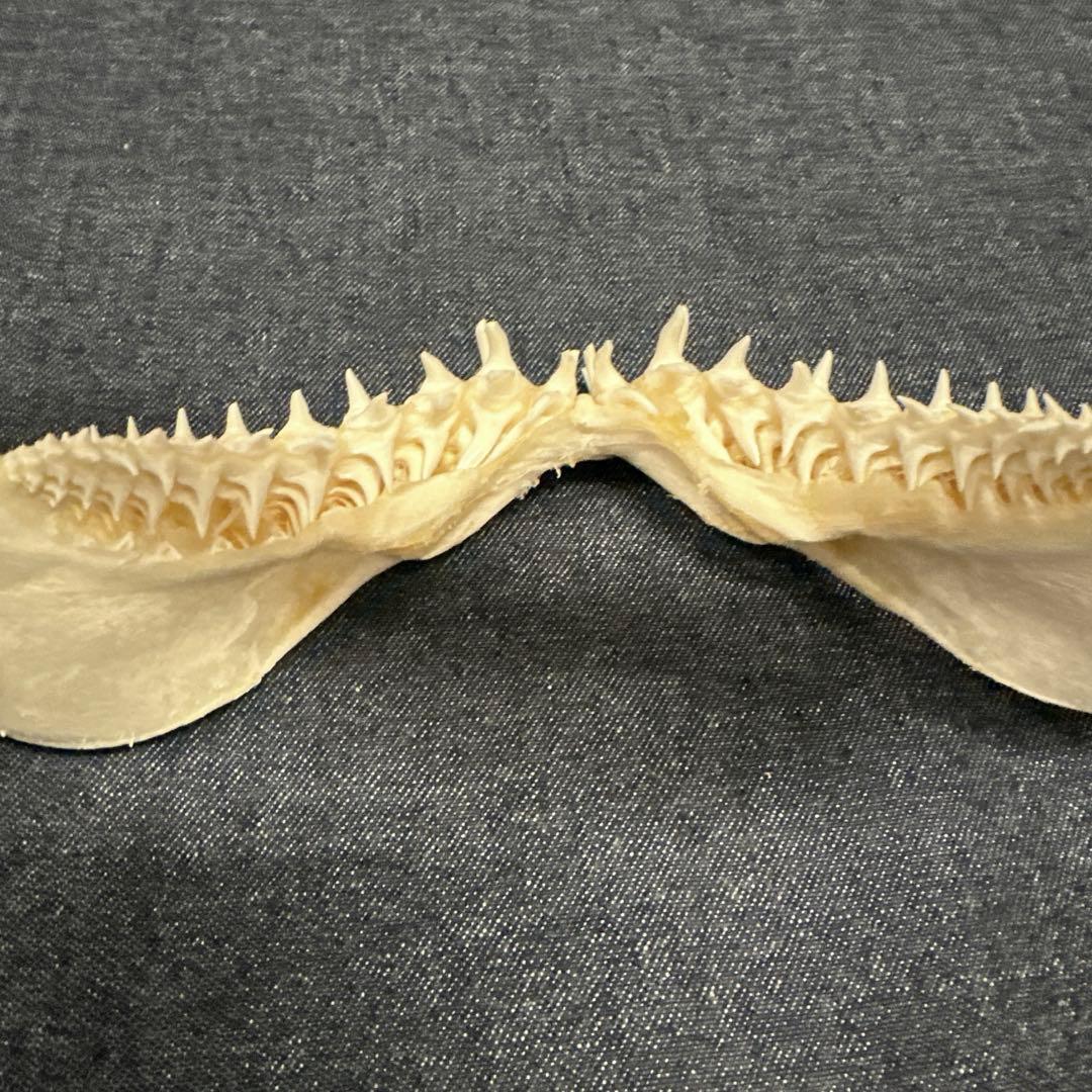 【本物】アオザメ骨格標本/マコシャーク Mako Shark