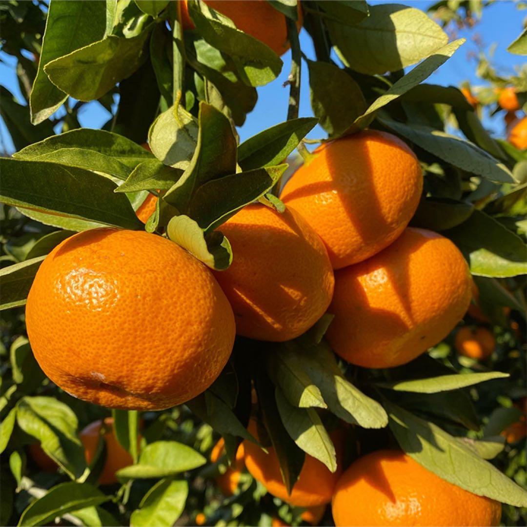 愛媛県産 無添加100%ストレートみかんジュース 12本入り