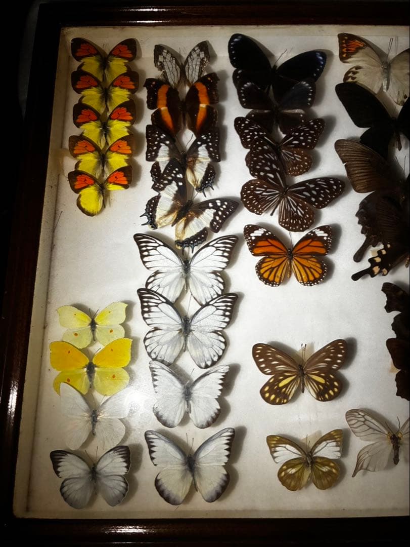 蝶　昆虫　カブトムシ　クワガタなどの標本　３つセット