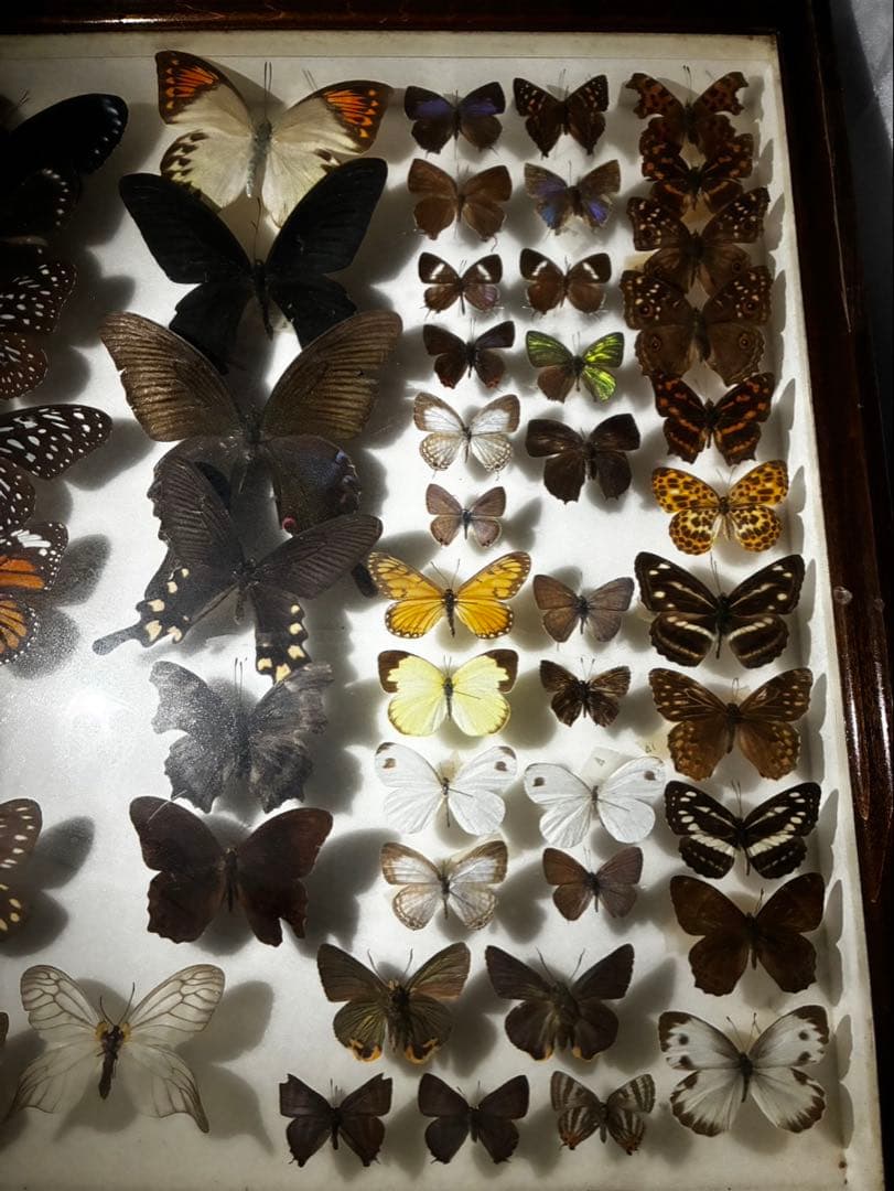 蝶　昆虫　カブトムシ　クワガタなどの標本　３つセット