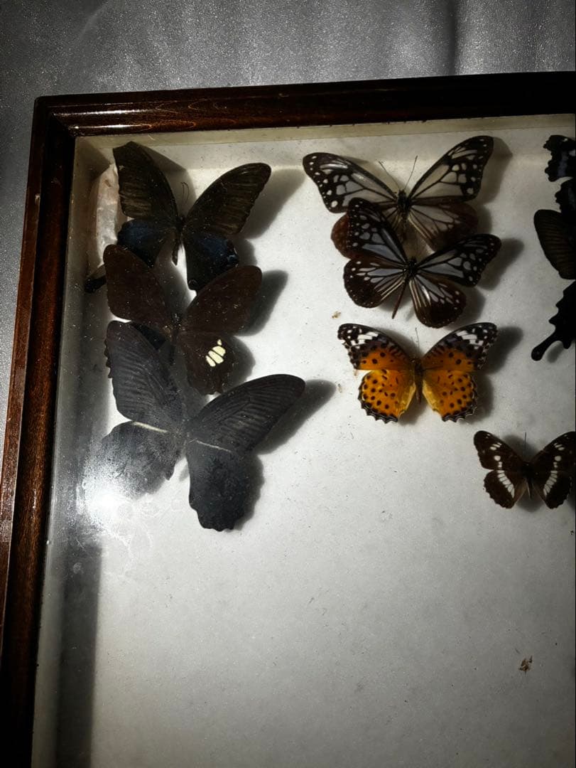 蝶　昆虫　カブトムシ　クワガタなどの標本　３つセット