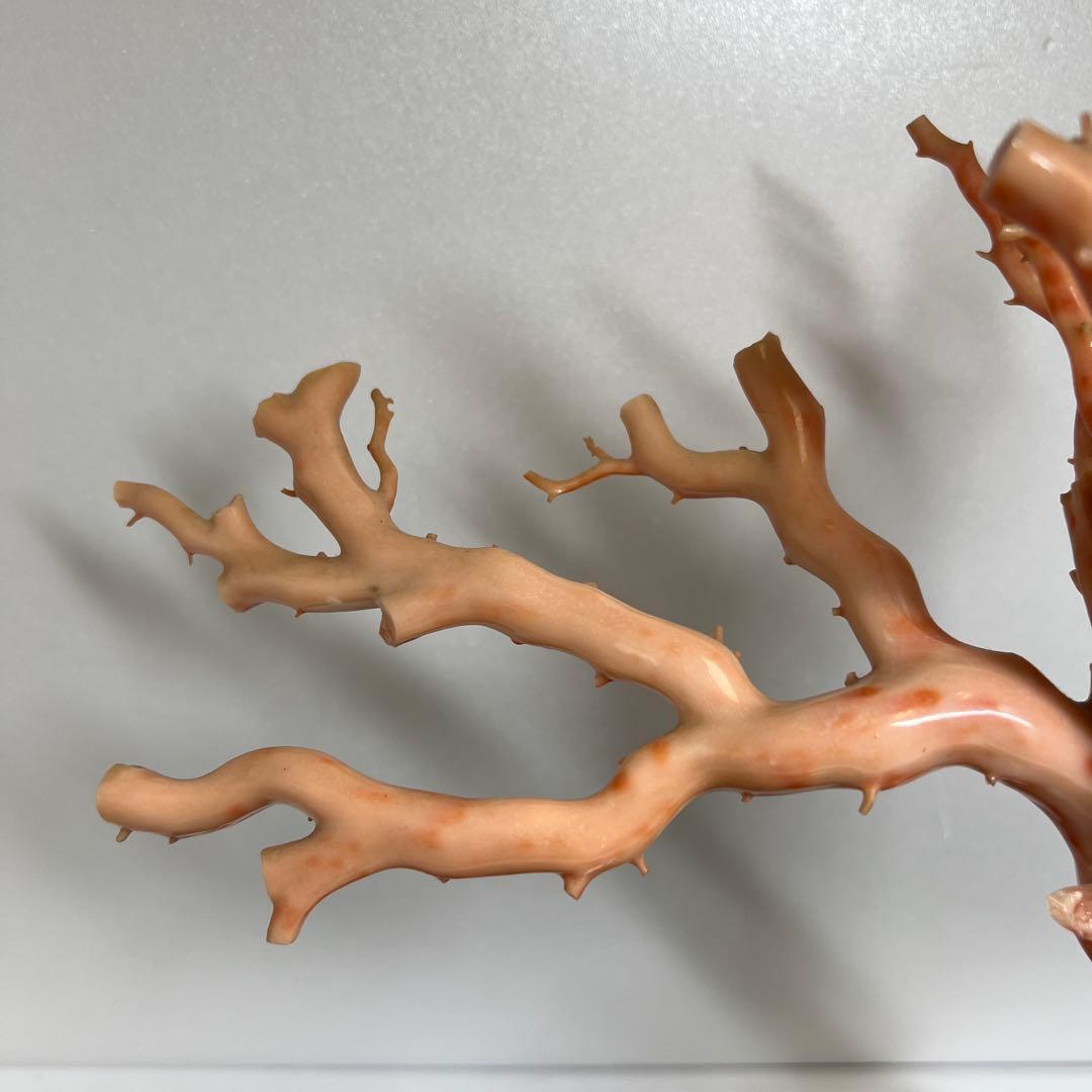 特大　極太桃色珊瑚　台付　3674g 東Y7-1106☆2Fトコオ