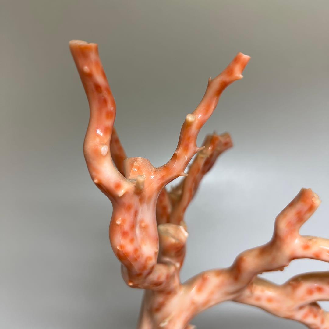 特大　極太桃色珊瑚　台付　3674g 東Y7-1106☆2Fトコオ