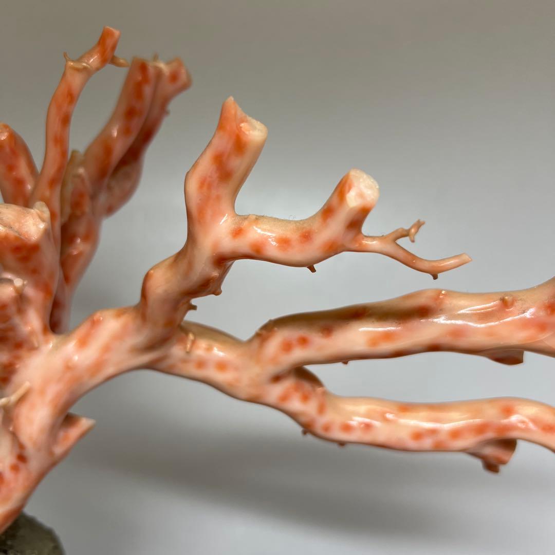 特大　極太桃色珊瑚　台付　3674g 東Y7-1106☆2Fトコオ